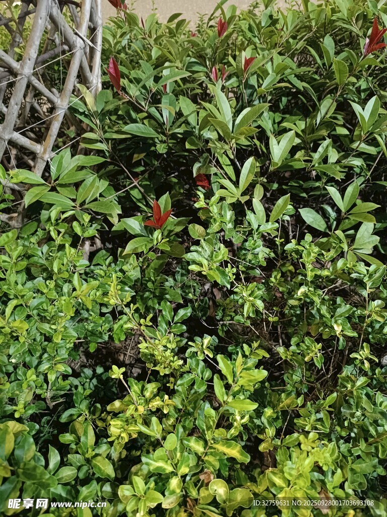 多樣綠植構(gòu)成的繁茂景觀