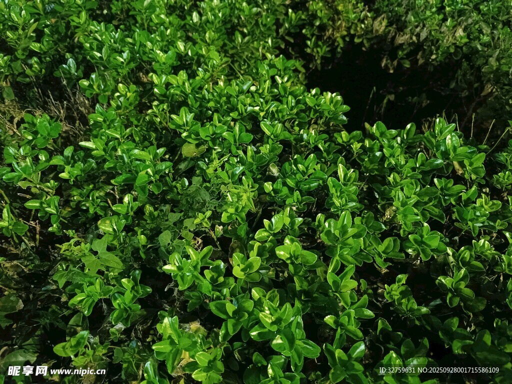 翠綠繁茂的綠植景觀