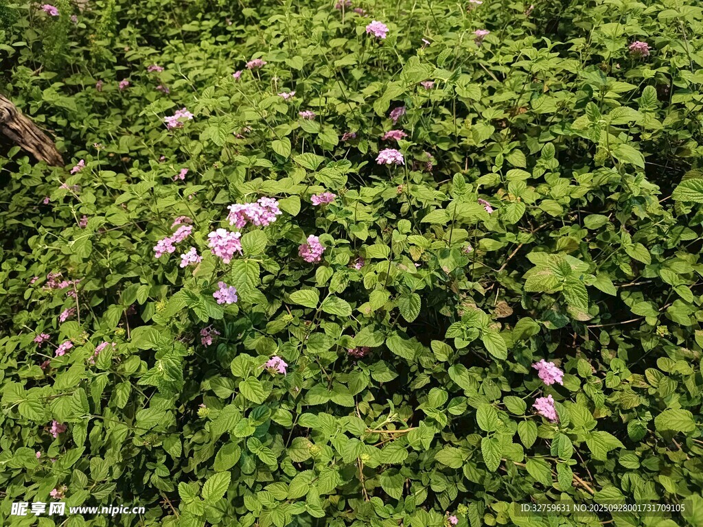 繁茂綠葉間的粉色小花