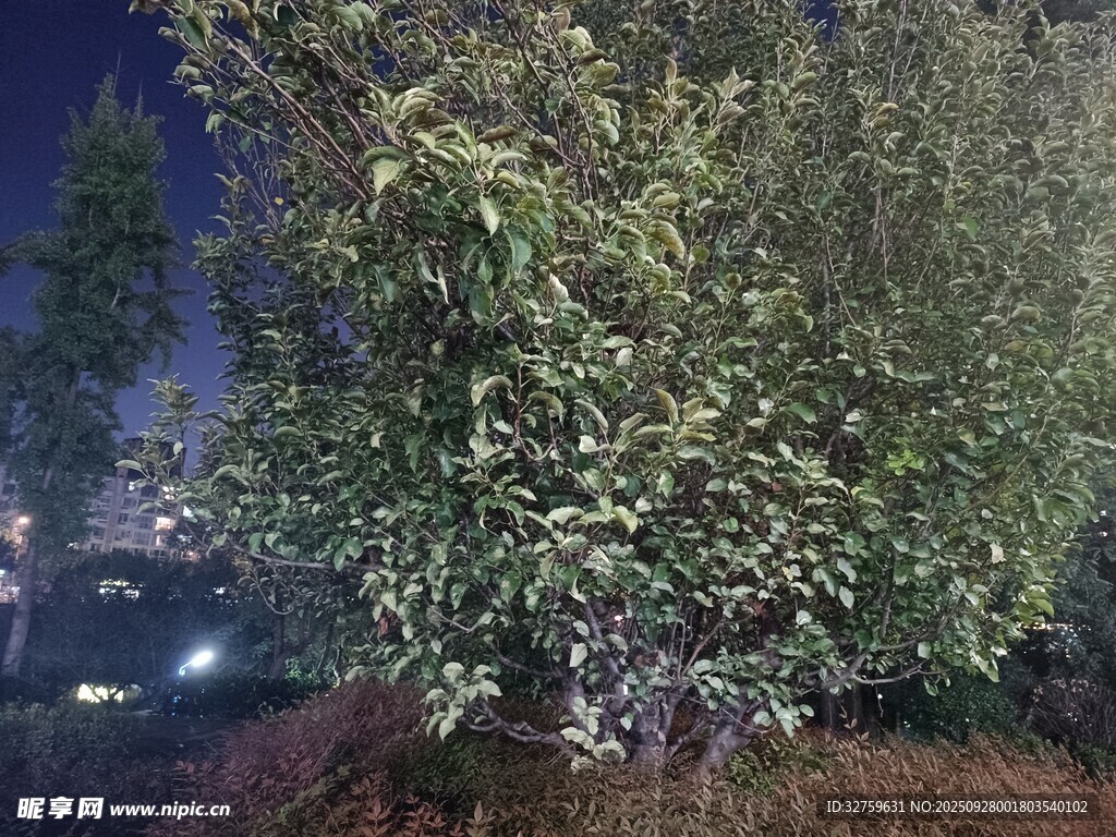 夜幕下的蔥郁樹木