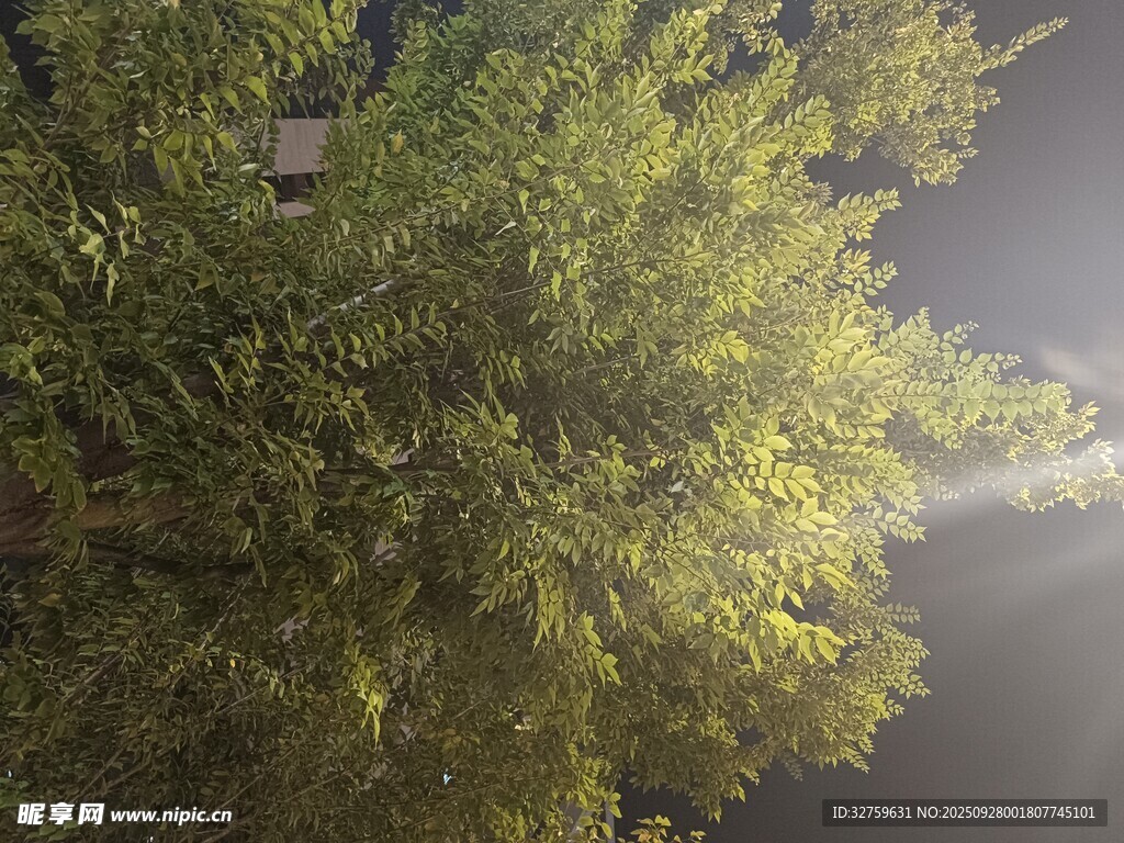 林間微光下的蔥郁綠植