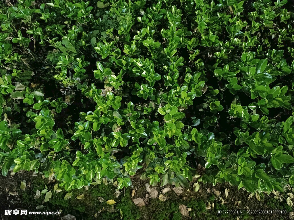 翠綠繁茂的低矮綠植