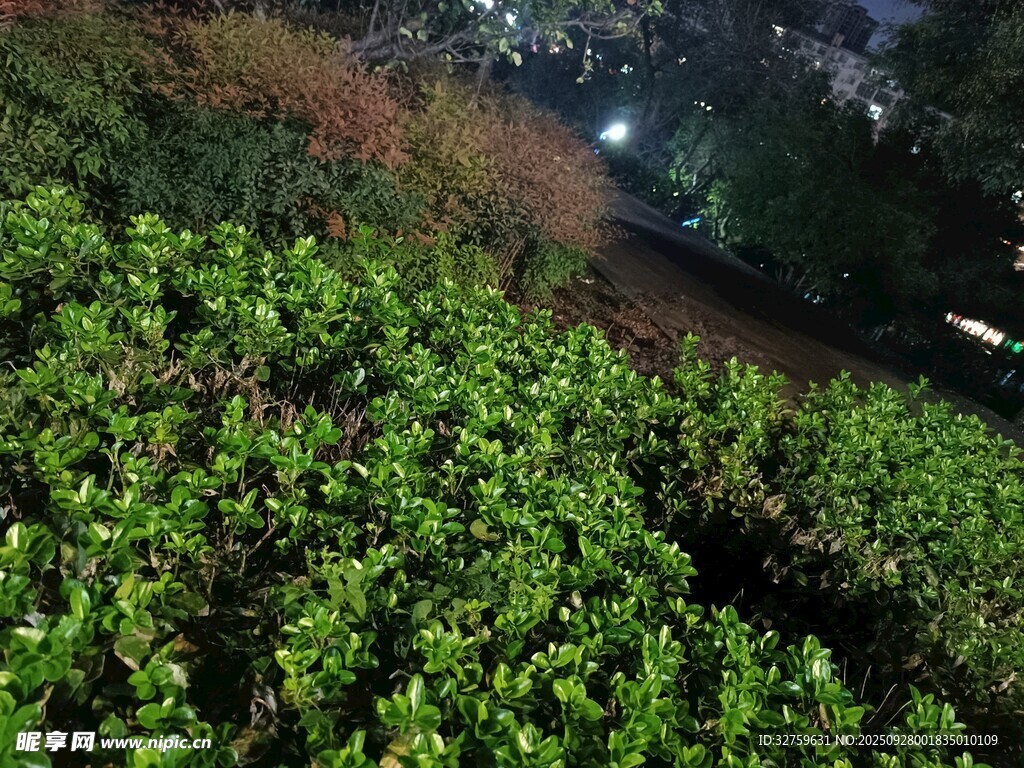 俯瞰翠綠繁茂的植物景觀