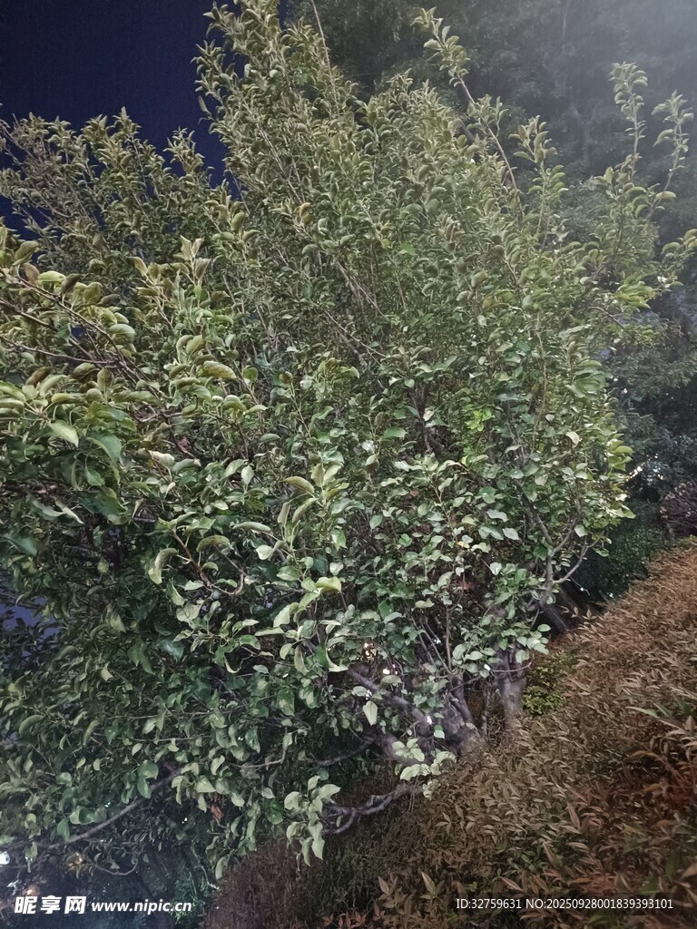 夜幕下的蔥郁綠植