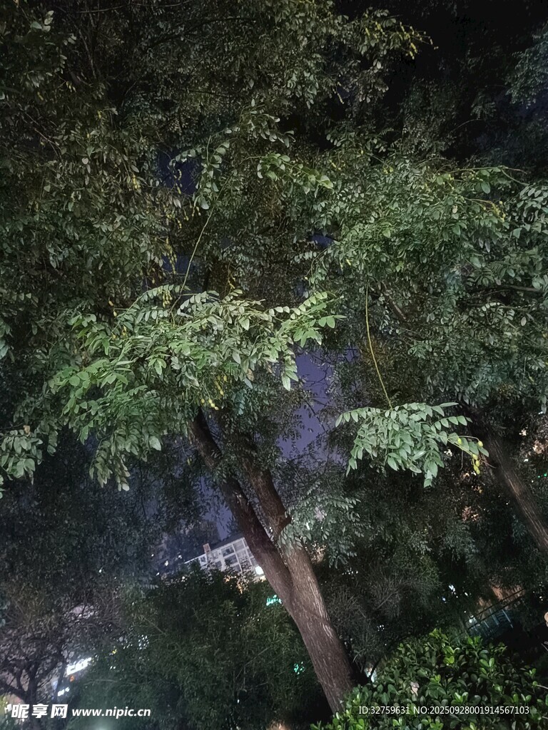 夜幕下的蔥郁樹林