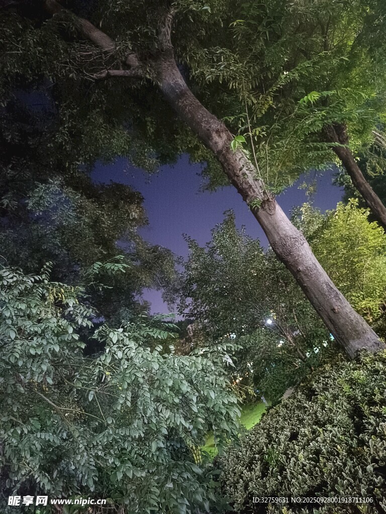 林間夜色下的蔥郁樹木