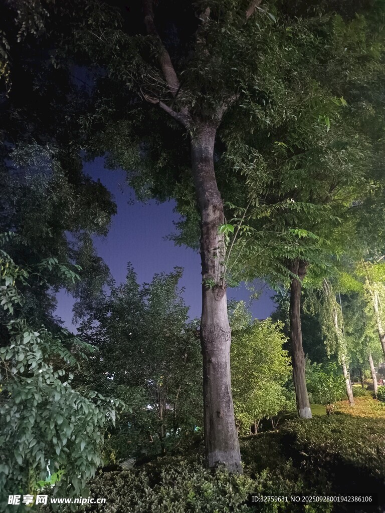 靜謐森林夜景