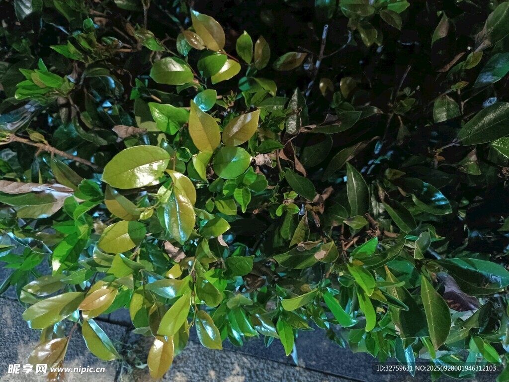 夜間綠植特寫(xiě)