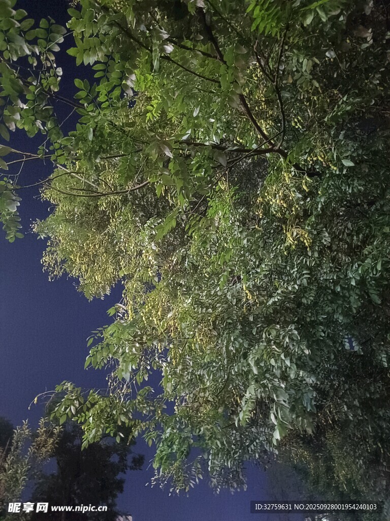 夜空下的繁茂綠樹(shù)