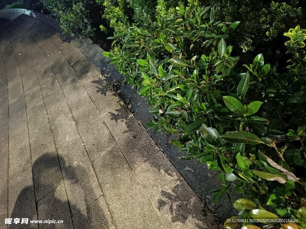 樹(shù)干旁的繁茂綠植