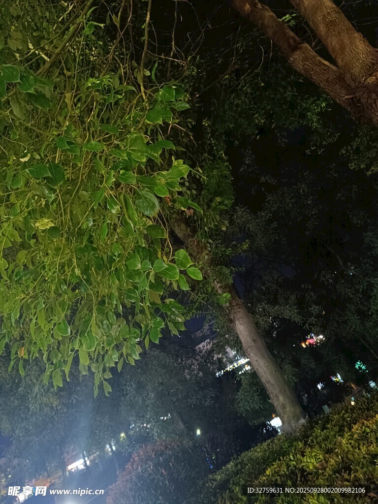 夜晚樹林中的城市燈光景象