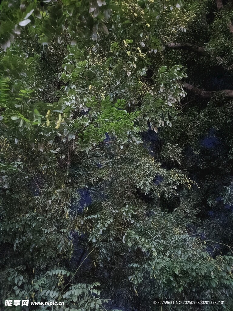 茂密綠植中的隱秘景象