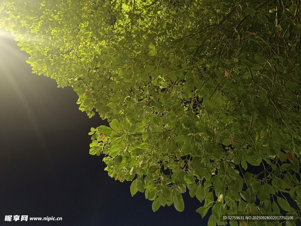 陽光穿透綠葉的美好瞬間