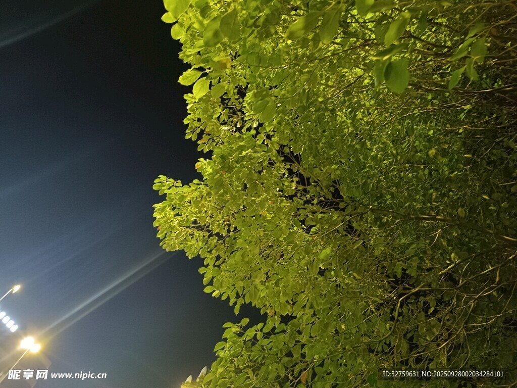 夜幕下的綠樹與明亮路燈