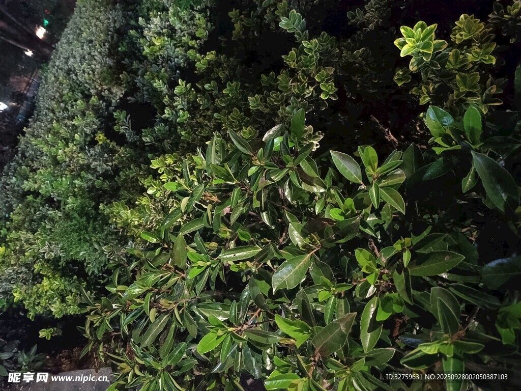 綠葉繁茂的植物景觀