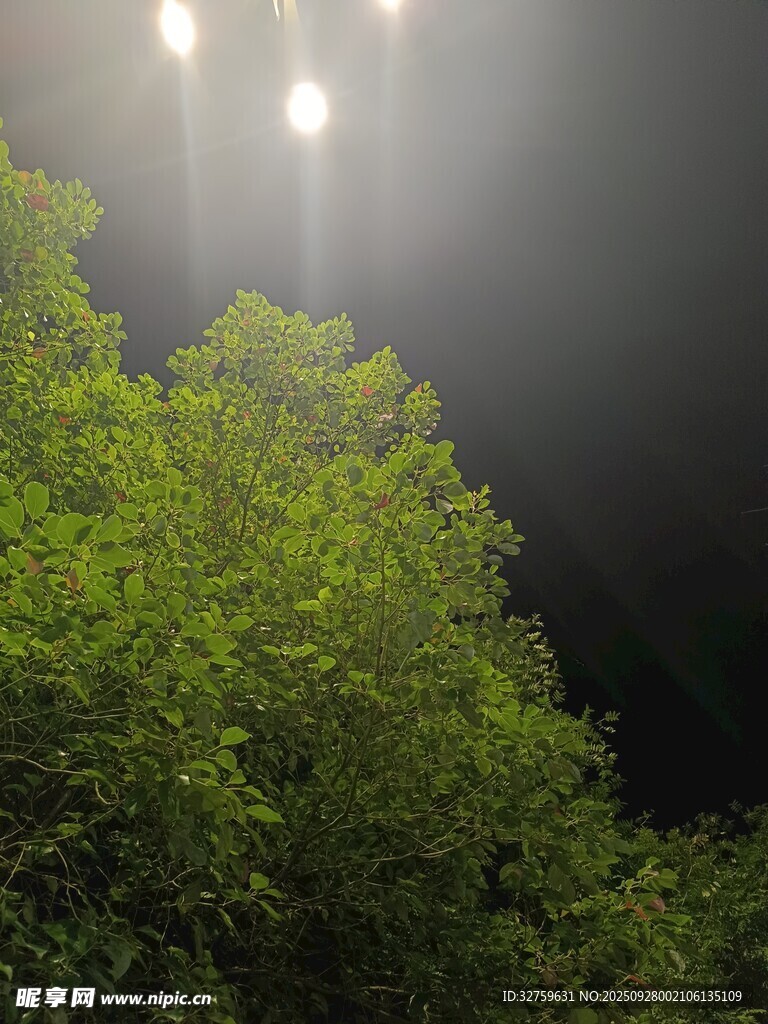 夜幕下的蔥郁樹林