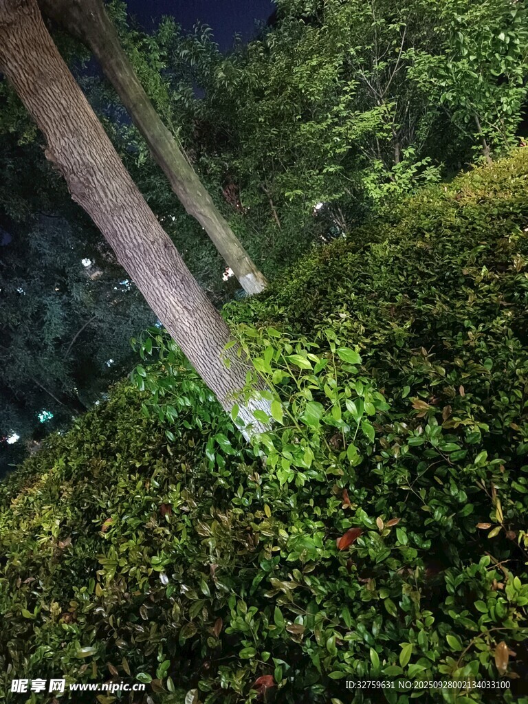 夜間綠植與樹干的靜謐景象