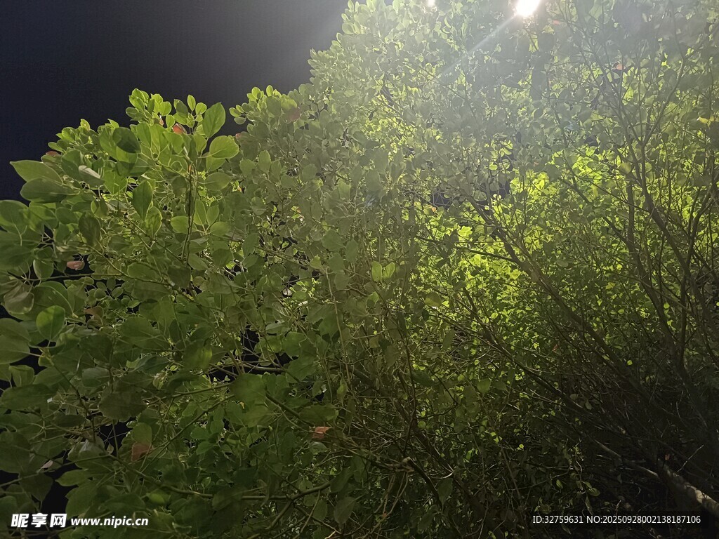 夜晚叢林中的光束照射