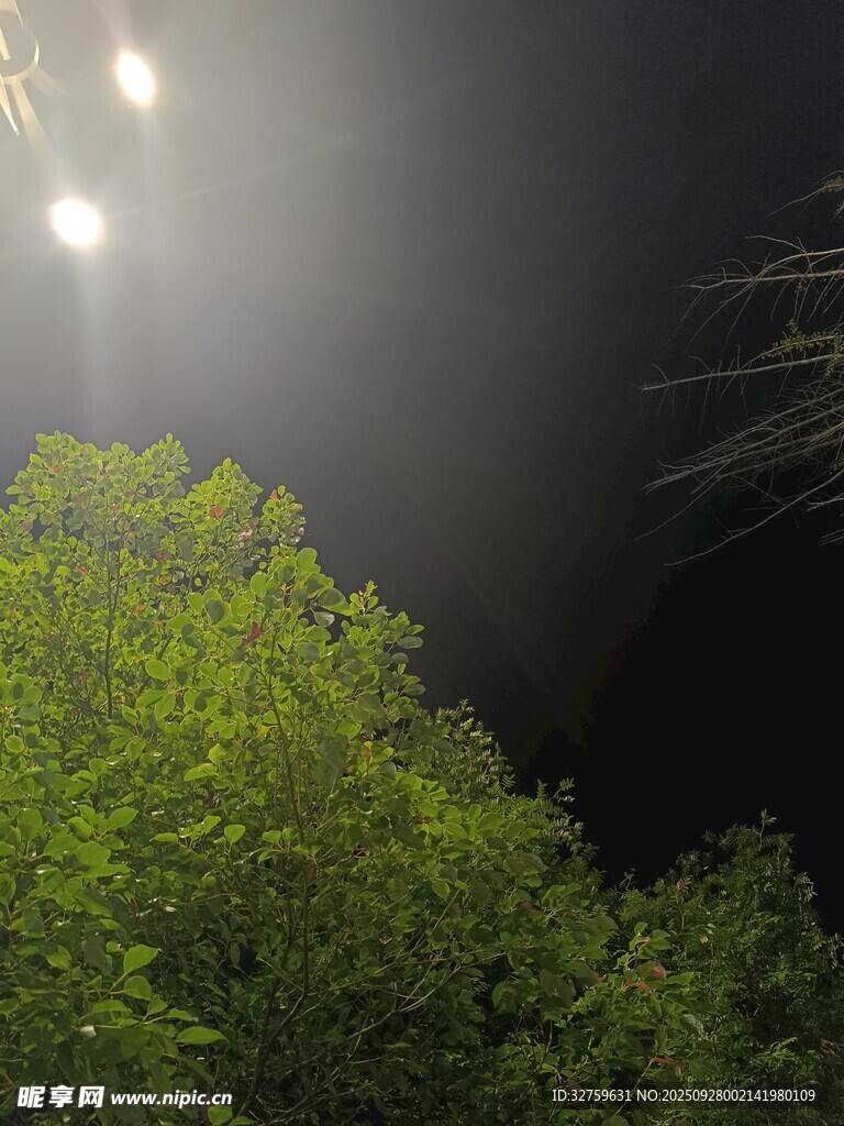 夜幕下的璀璨燈光與綠樹