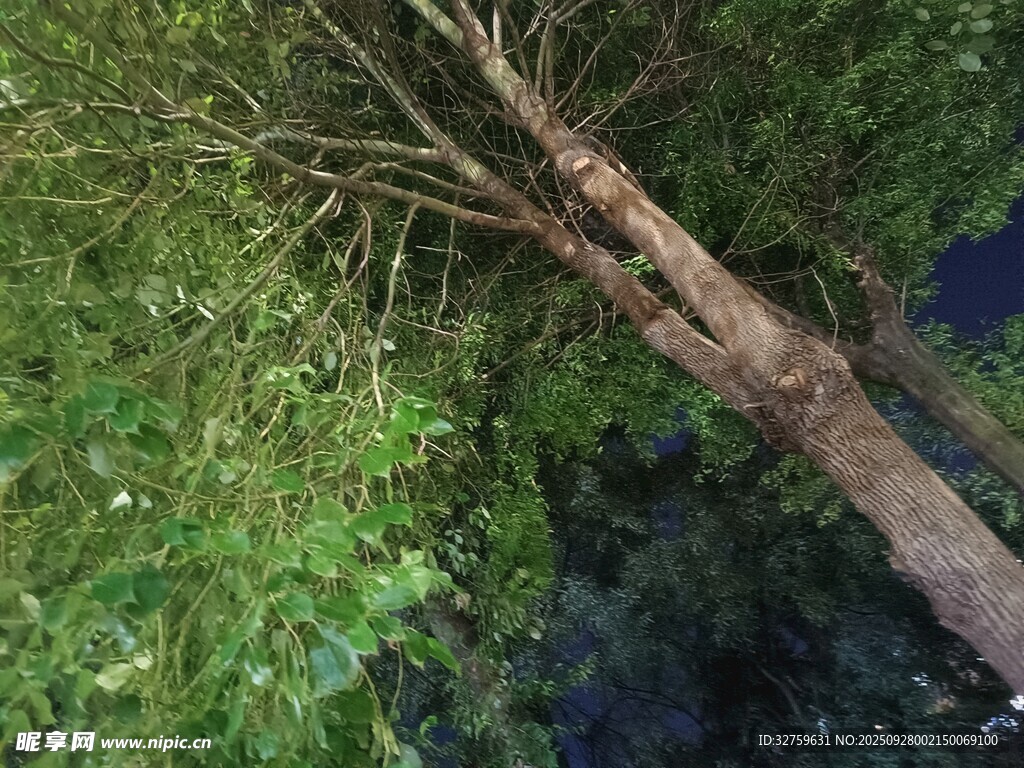傾斜老樹 