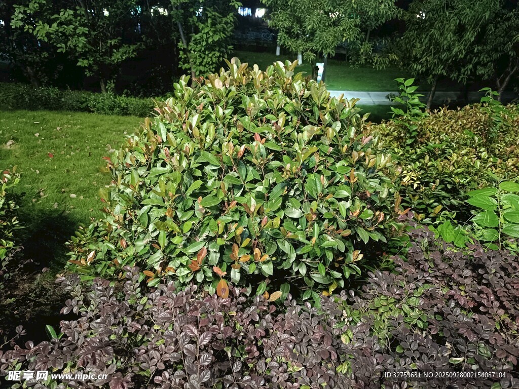 花園中的翠綠灌木