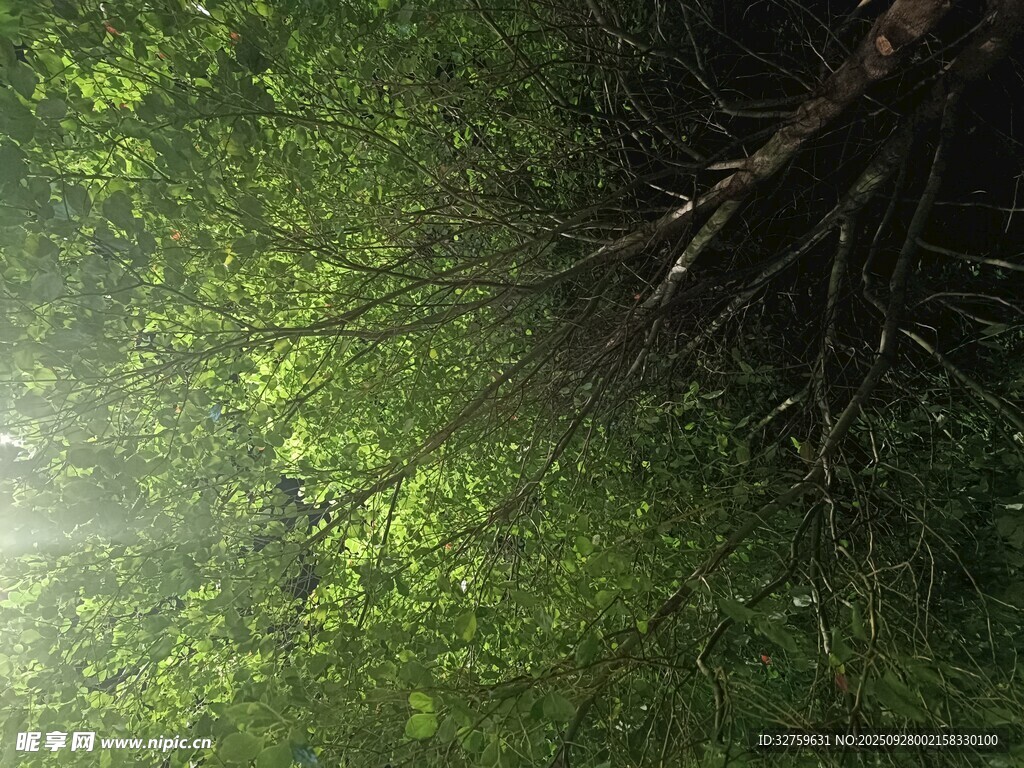 林間晨光下的繁茂綠植