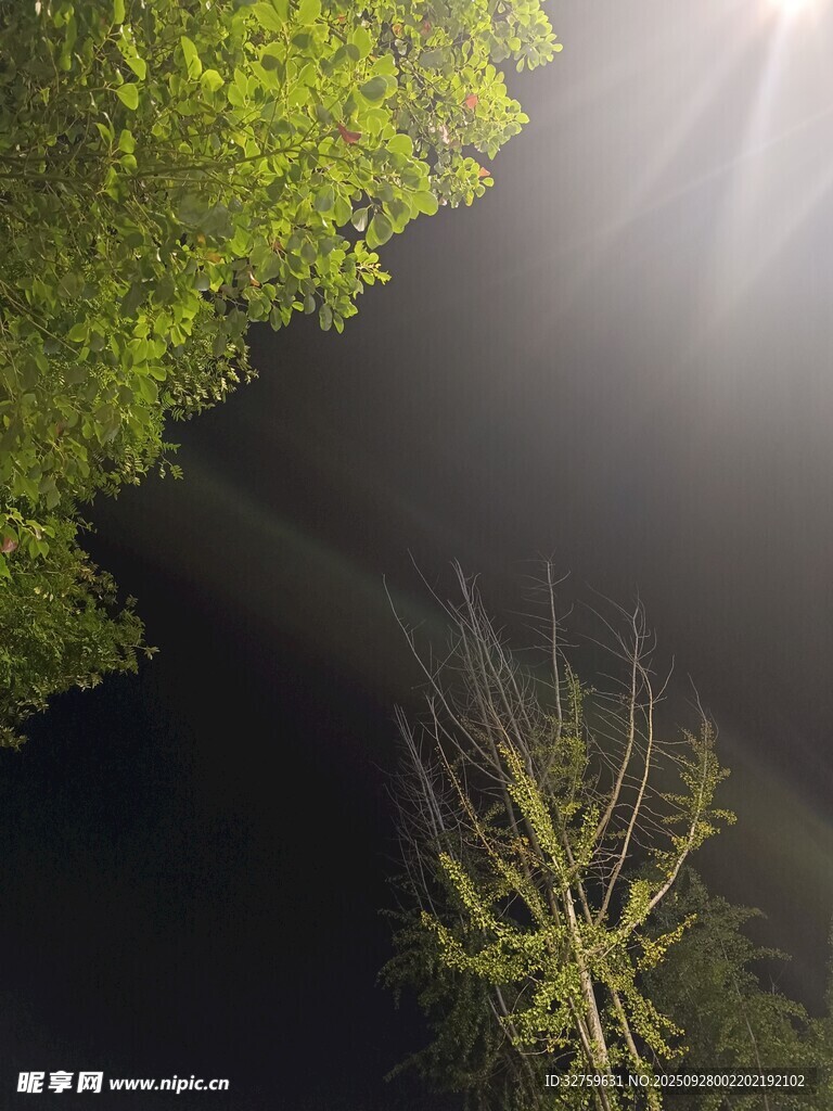 林間光束下的嫩綠植物
