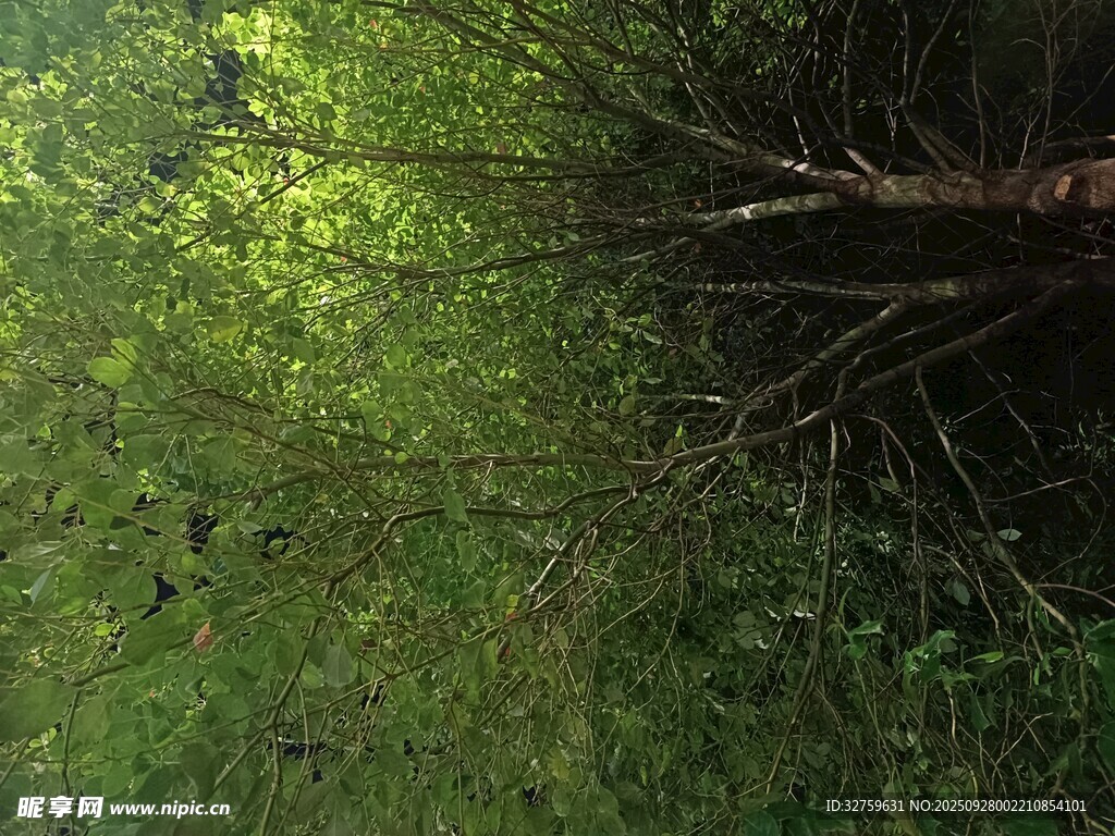 茂密樹林綠意盎然