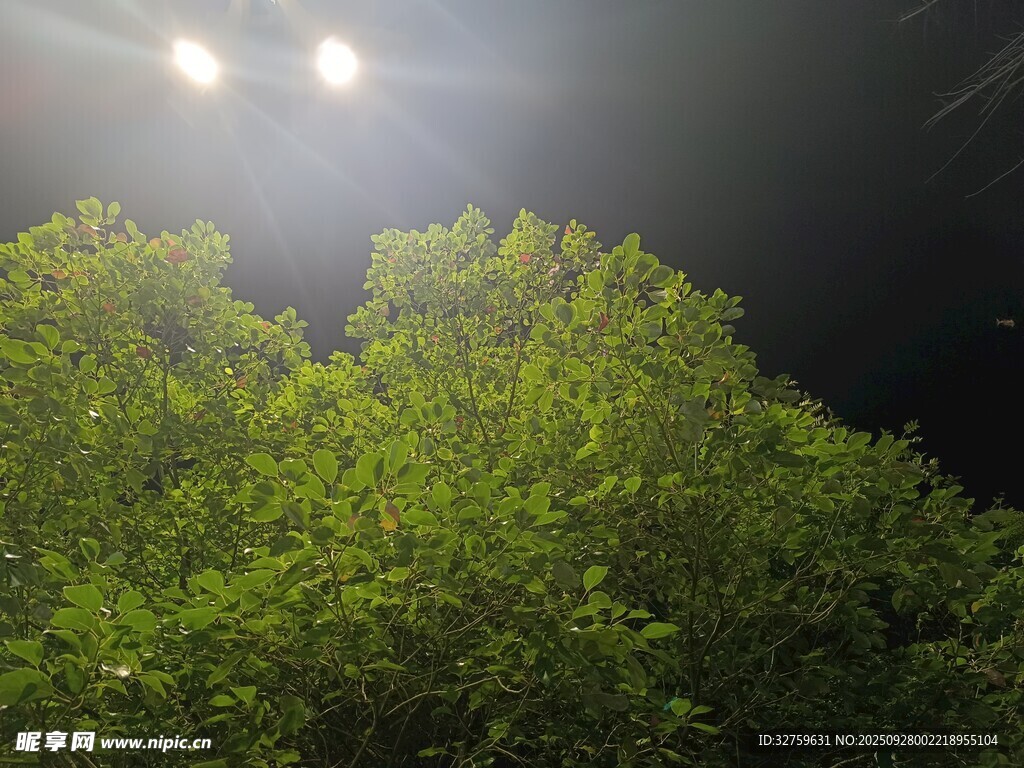 夜幕下的蔥郁樹林