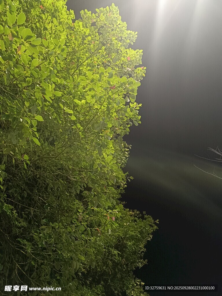 林間光束下的翠綠植被
