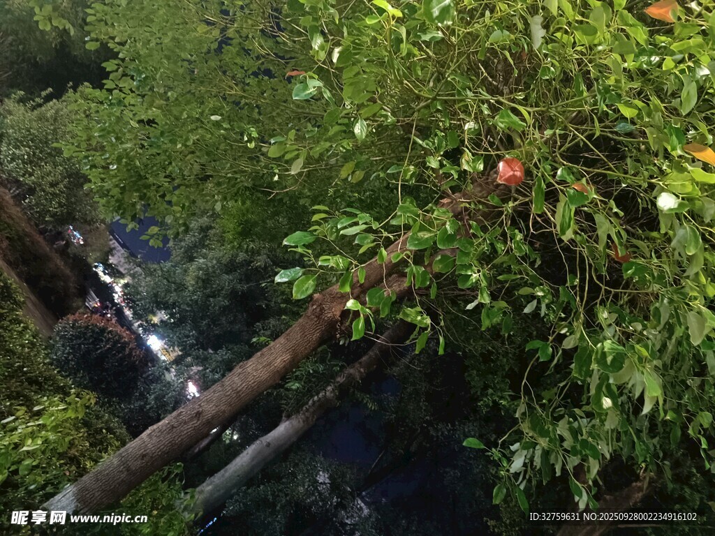 山林間倒下的樹木與綠植