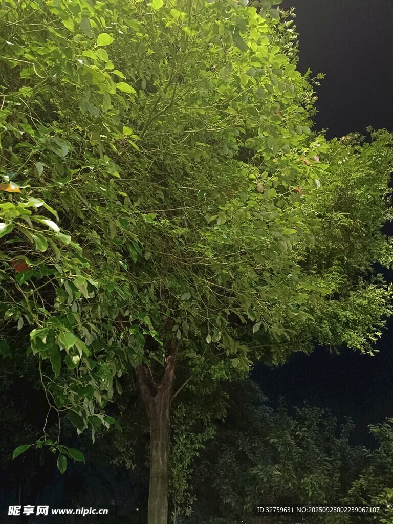 夜晚中的蔥郁綠樹