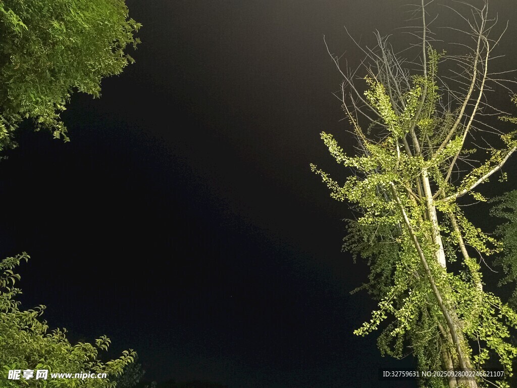 暗夜中挺立的蔥郁樹(shù)木