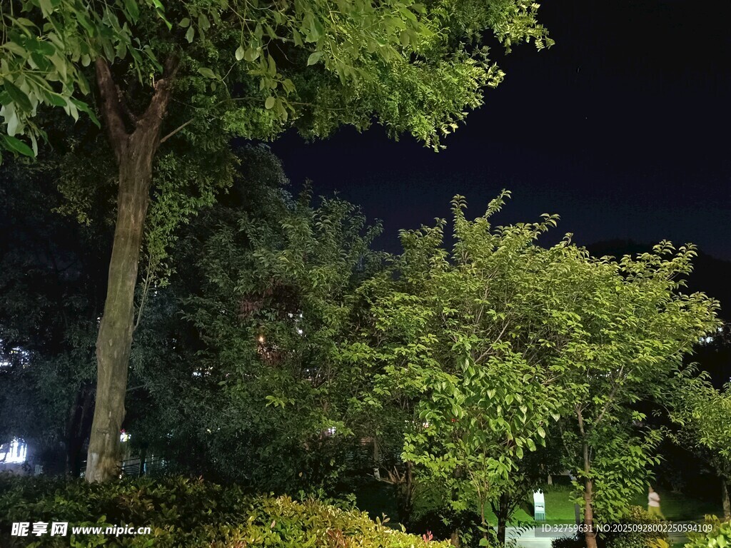 夜晚公園綠樹(shù)夜景