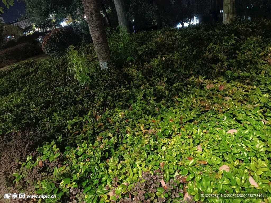 夜晚下的綠植景觀
