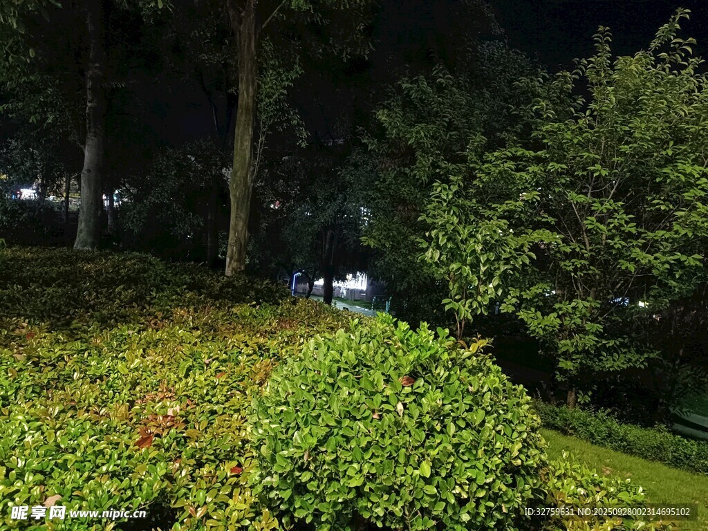 夜晚公園綠植景觀