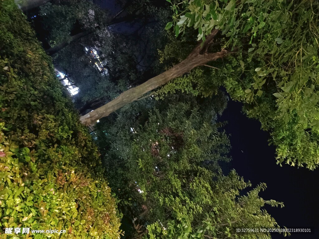 仰視森林中的高大樹(shù)木