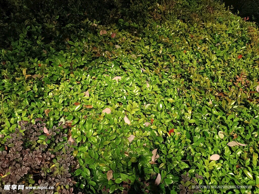 翠綠苔蘚覆蓋的地面景觀