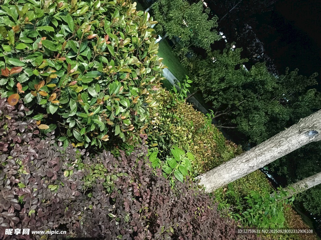 夜間綠植與木桿景象