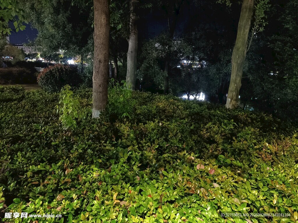 夜晚林間綠植景觀
