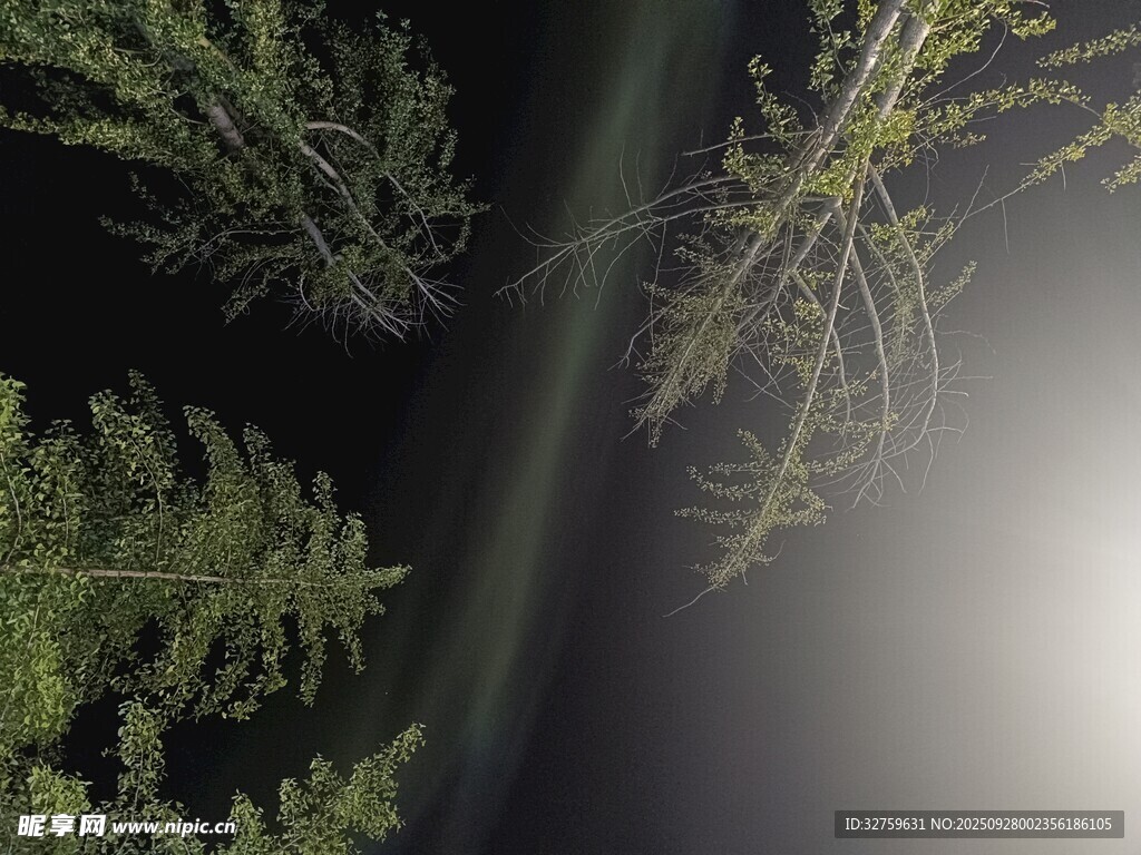 夜空下的樹木與神秘光線