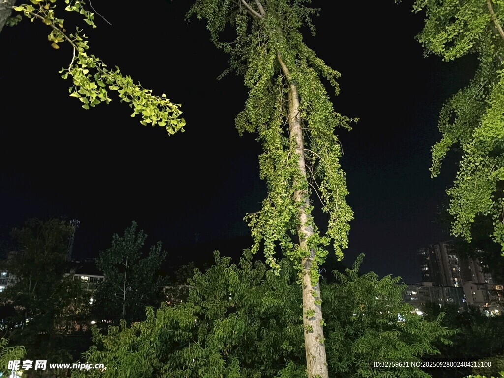 夜晚中的挺拔樹(shù)木