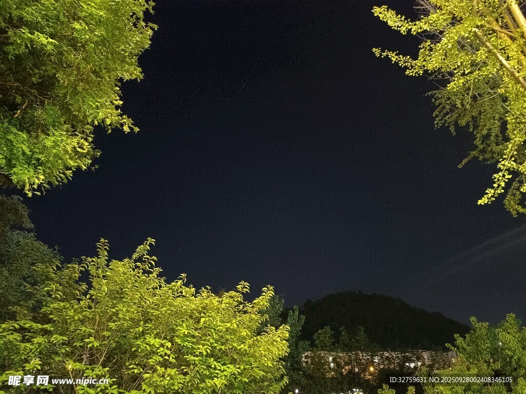 夜晚林間景象