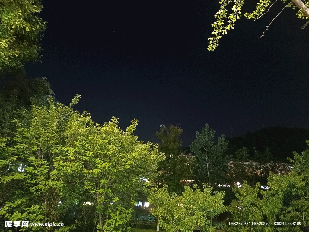 夜晚林間景致