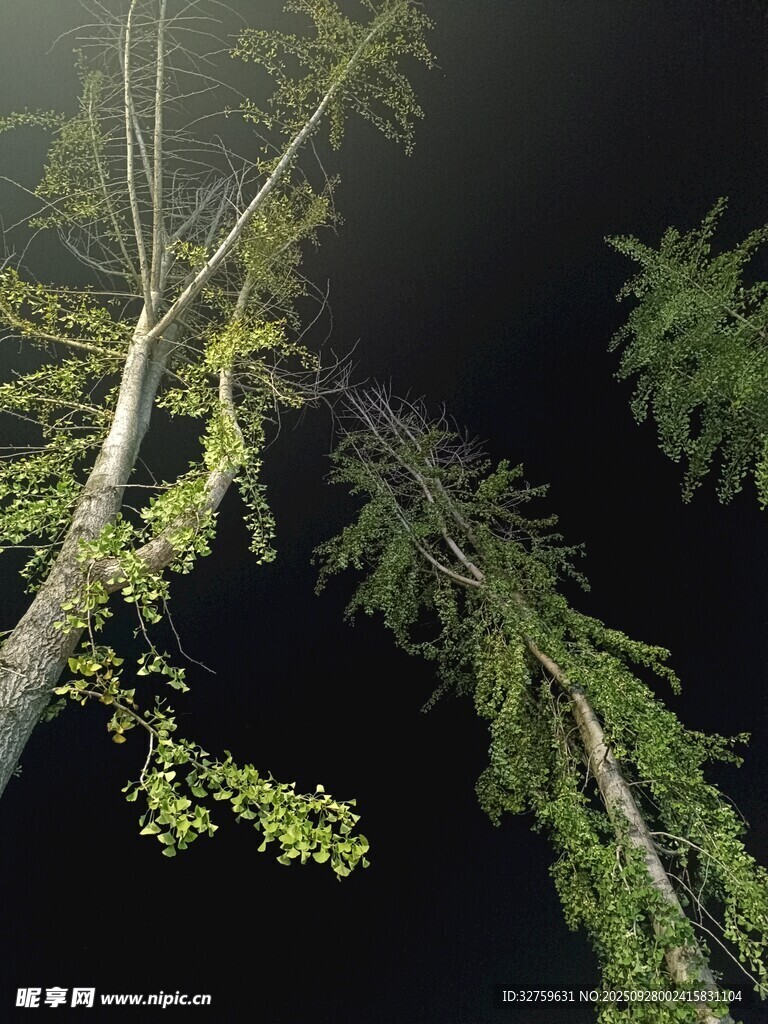 仰望夜空下的蔥郁樹木