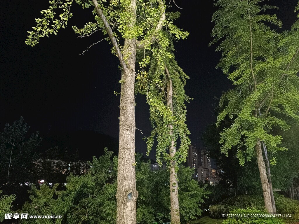 夜晚中的挺拔樹木