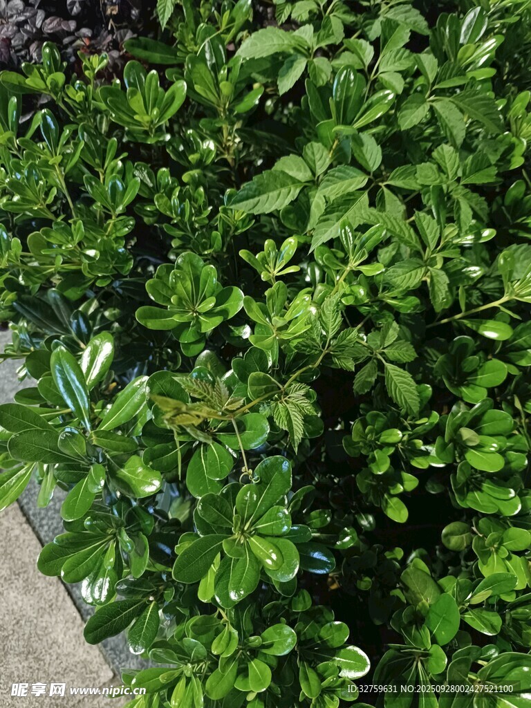 翠綠繁茂的綠植景觀
