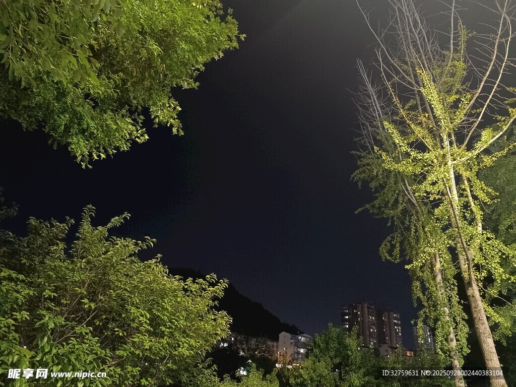夜空中的蔥郁樹木