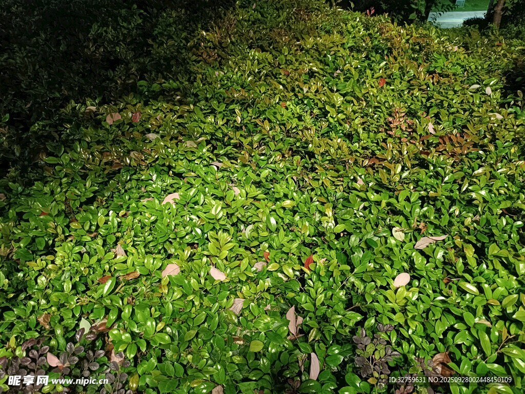 翠綠繁茂的地面植物景觀