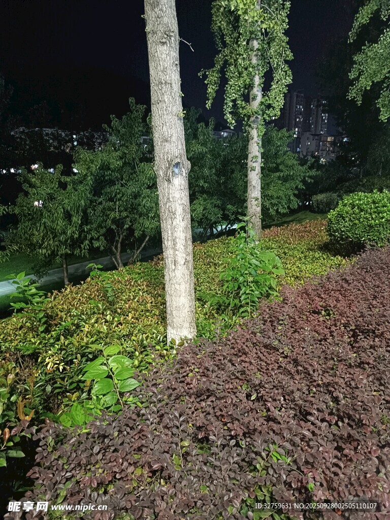 夜間綠植景觀